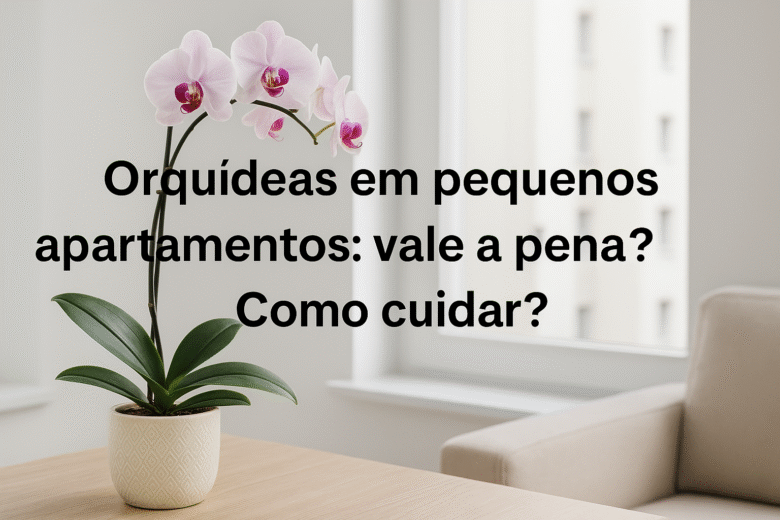 Orquídeas em pequenos apartamentos vale a pena Como cuidar
