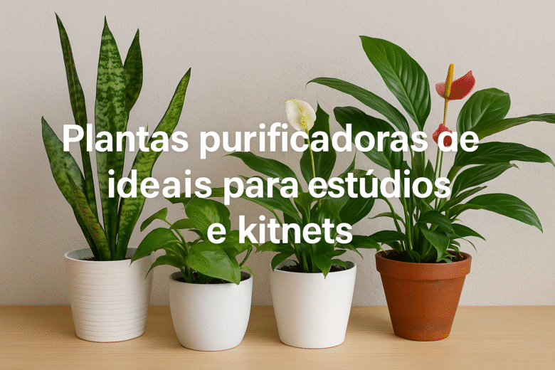 Plantas purificadoras de ar ideais para estúdios e kitnets